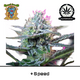 Produkt_'+Speed Auto – Sweet Seeds__Cannadusa_Marktplatz_Kaufen