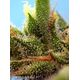 Product_Auto Strawberry Banana Gelato XL – Sweet Seeds, 3 image_Cannadusa_Marketplace_Buy
