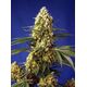 Product_Auto Strawberry Banana Gelato XL – Sweet Seeds, 2 image_Cannadusa_Marketplace_Buy