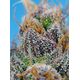Product_Strawberry Cola Sherbet F1 Fast - Sweet Seeds, 3 image_Cannadusa_Marketplace_Buy