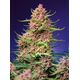 Product_Strawberry Cola Sherbet F1 Fast - Sweet Seeds, 2 image_Cannadusa_Marketplace_Buy