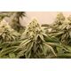 Produkt_Sunset Bride - Humboldt Seeds_, 3 image_Cannadusa_Marktplatz_Kaufen