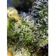 Product_Sweet Amnesia Haze – Sweet Seeds, 3 image_Cannadusa_Marketplace_Buy