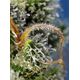 Product_Sweet Amnesia Haze – Sweet Seeds, 4 image_Cannadusa_Marketplace_Buy