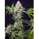 Produkt_Sweet Amnesia Haze XL Auto - Sweet Seeds_, 3 image_Cannadusa_Marktplatz_Kaufen