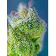 Produkt_Sweet Amnesia Haze XL Auto - Sweet Seeds_, 4 image_Cannadusa_Marktplatz_Kaufen