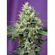 Produkt_Sweet Amnesia Haze XL Auto - Sweet Seeds_, 2 image_Cannadusa_Marktplatz_Kaufen