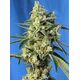 Product_Sweet Amnesia Haze – Sweet Seeds, 2 image_Cannadusa_Marketplace_Buy