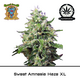 Produkt_Sweet Amnesia Haze XL Auto - Sweet Seeds__Cannadusa_Marktplatz_Kaufen