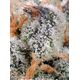 Product_Sweet Cheese – Sweet Seeds, 3 image_Cannadusa_Marketplace_Buy