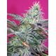 Product_Auto Sweet Cheese – Sweet Seeds, 2 image_Cannadusa_Marketplace_Buy