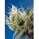 Produkt_Auto Sweet Cheese XL – Sweet Seeds_, 3 image_Cannadusa_Marktplatz_Kaufen