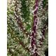 Produkt_Auto Sweet Cheese XL – Sweet Seeds_, 4 image_Cannadusa_Marktplatz_Kaufen