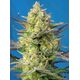 Produkt_Auto Sweet Cheese XL – Sweet Seeds_, 2 image_Cannadusa_Marktplatz_Kaufen