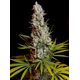 Product_Sweet Cheese – Sweet Seeds, 2 image_Cannadusa_Marketplace_Buy