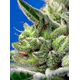 Product_Auto Sweet Gelato - Sweet Seeds, 3 image_Cannadusa_Marketplace_Buy