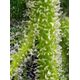 Product_Auto Sweet Gelato - Sweet Seeds, 4 image_Cannadusa_Marketplace_Buy