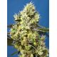 Product_Auto Sweet Gelato - Sweet Seeds, 2 image_Cannadusa_Marketplace_Buy