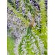 Product_Auto Sweet Mandarine Zkittlez XL - Sweet Seeds, 3 image_Cannadusa_Marketplace_Buy