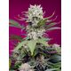 Product_Auto Sweet Mandarine Zkittlez XL - Sweet Seeds, 2 image_Cannadusa_Marketplace_Buy