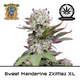 Product_Auto Sweet Mandarine Zkittlez XL - Sweet Seeds_Cannadusa_Marketplace_Buy