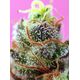 Produkt_Auto Sweet Mimosa XL – Sweet Seeds_, 3 image_Cannadusa_Marktplatz_Kaufen