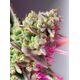 Produkt_Auto Sweet Mimosa XL – Sweet Seeds_, 2 image_Cannadusa_Marktplatz_Kaufen