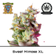 Produkt_Auto Sweet Mimosa XL – Sweet Seeds__Cannadusa_Marktplatz_Kaufen