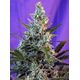 Produkt_Auto Sweet Skunk - Sweet Seeds_, 2 image_Cannadusa_Marktplatz_Kaufen