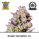 Produkt_Auto Sweet Zenzation XL - Sweet Seeds__Cannadusa_Marktplatz_Kaufen