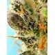 Product_Auto Black Jack – Sweet Seeds, 3 image_Cannadusa_Marketplace_Buy