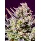 Product_Auto Black Jack – Sweet Seeds, 2 image_Cannadusa_Marketplace_Buy