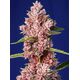 Produkt_Tropicanna Poison F1 Fast - Sweet Seeds_, 2 image_Cannadusa_Marktplatz_Kaufen