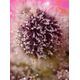 Product_Auto Tropicanna Poison XL – Sweet Seeds, 3 image_Cannadusa_Marketplace_Buy