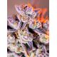 Product_Auto Tropicanna Poison XL – Sweet Seeds, 2 image_Cannadusa_Marketplace_Buy