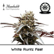 Produkt_White Runtz Fast Flowering - Humboldt Seeds__Cannadusa_Marktplatz_Kaufen